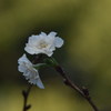 冬桜