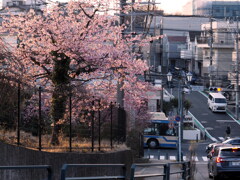 我が街の桜