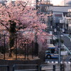 我が街の桜