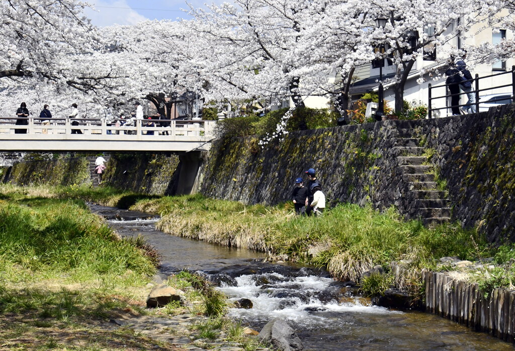 わが町の桜