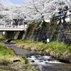 わが町の桜
