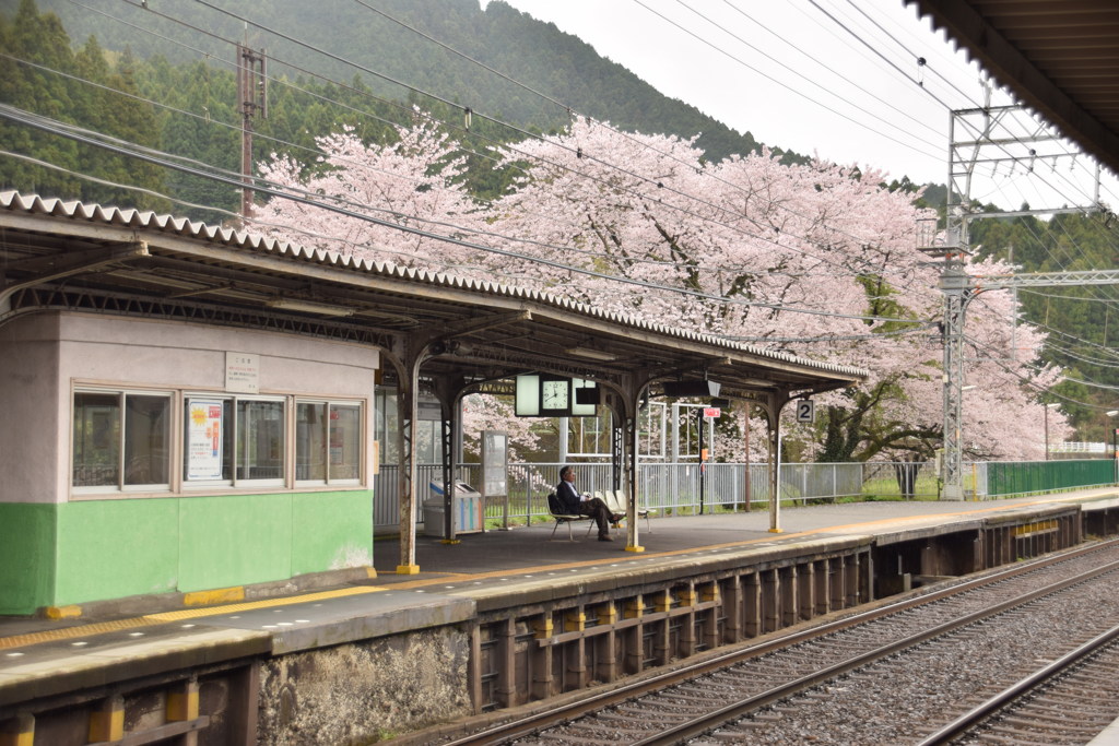 桜咲く駅