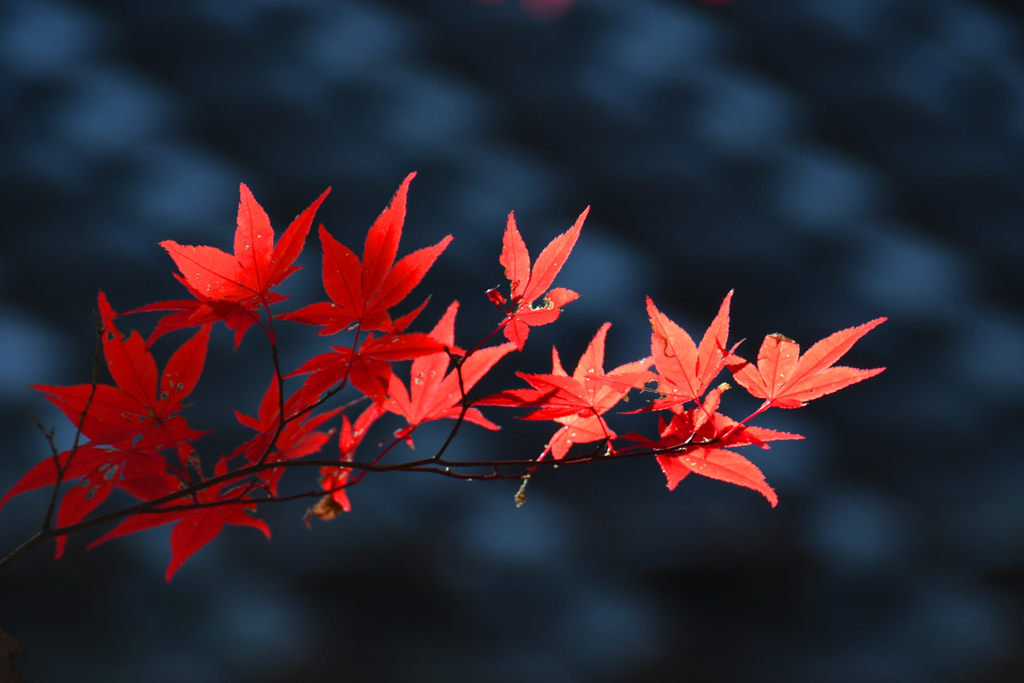 平林寺の紅葉
