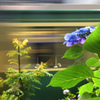 紫陽花の傍を通り過ぎる江ノ電