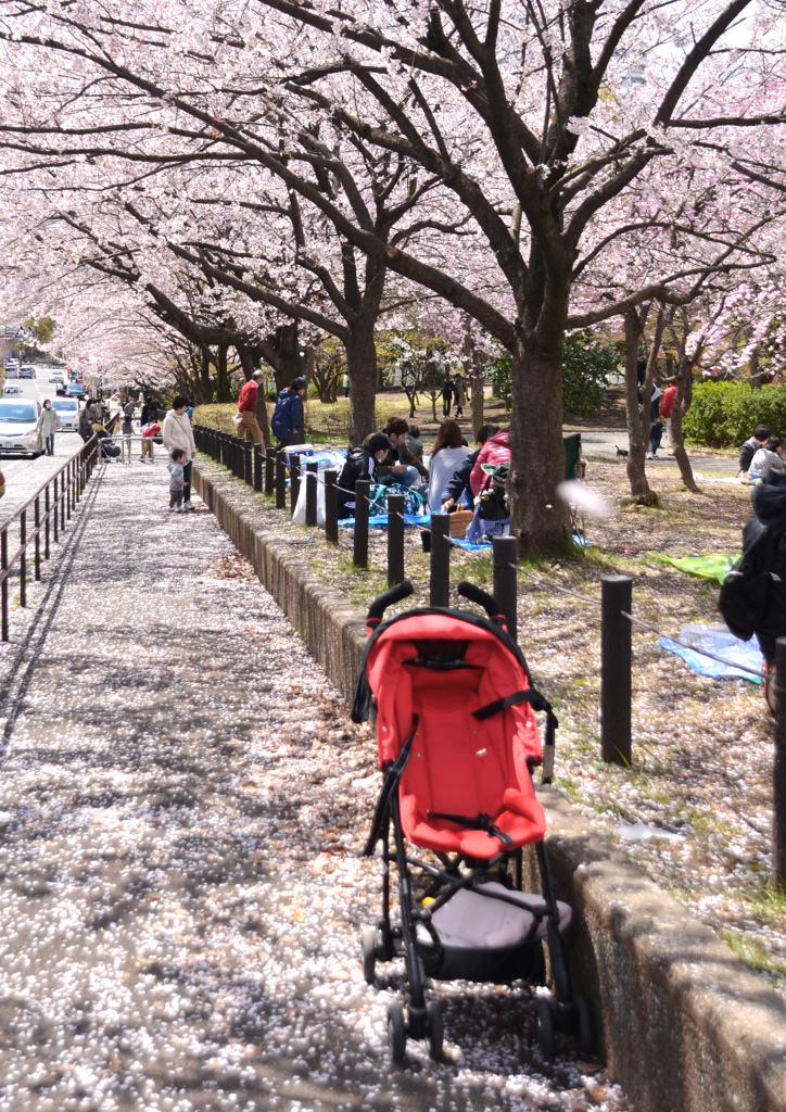 桜道