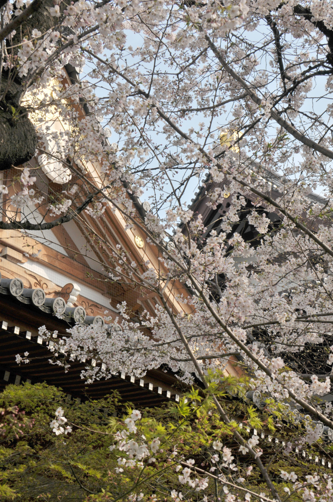 増上寺の桜