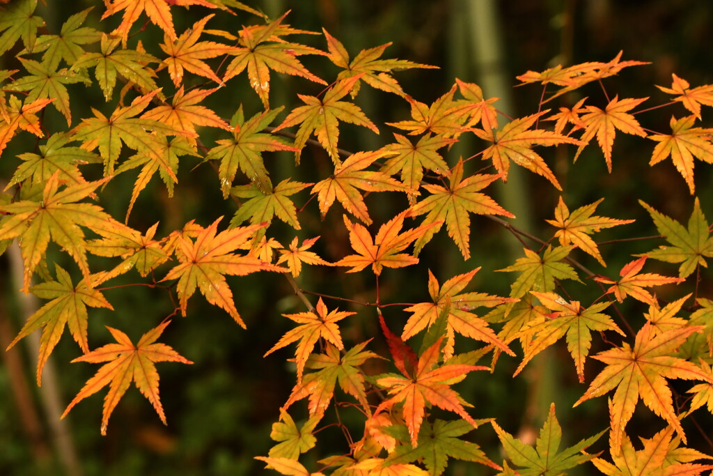 紅葉模様