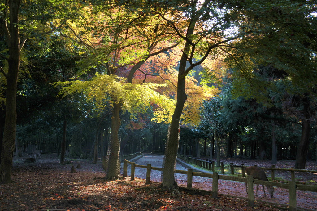奈良公園の紅葉