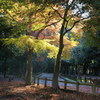奈良公園の紅葉