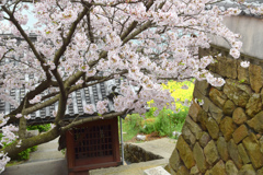 医王寺の桜