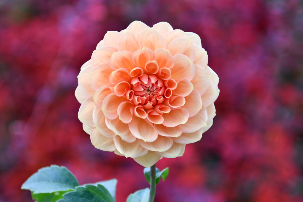ダリアのような花 By レガシー Id 写真共有サイト Photohito ダリアのような花 By レガシー Id 写真共有サイト Photohito