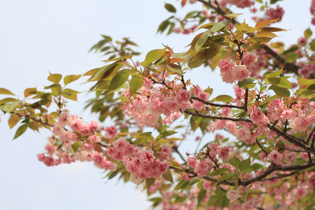 桜