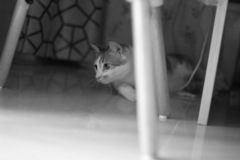 伺机而动
