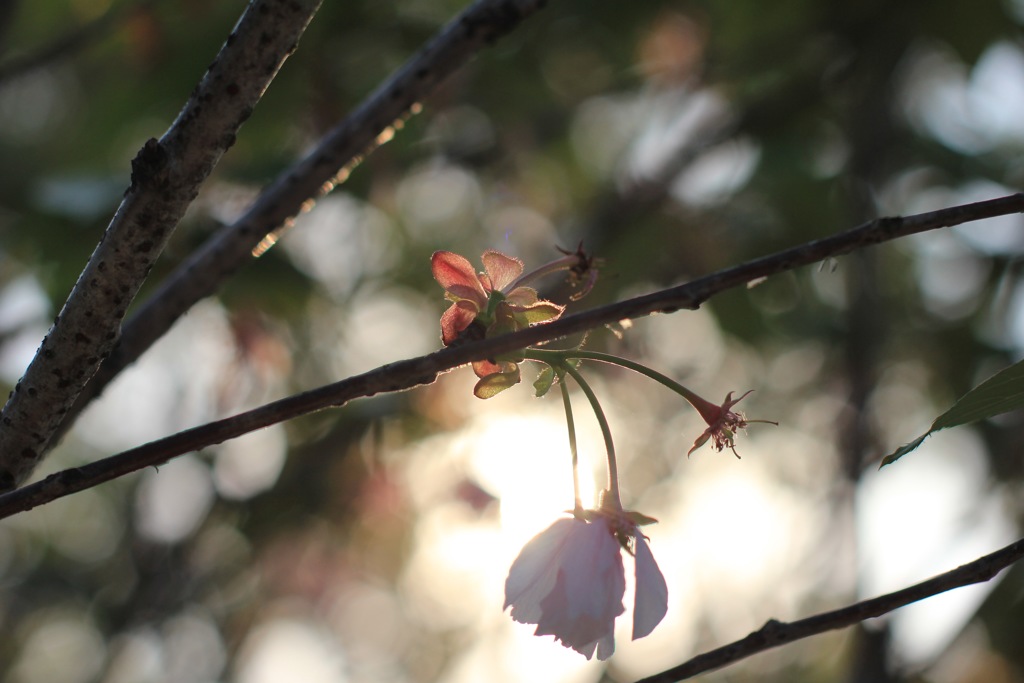 桜