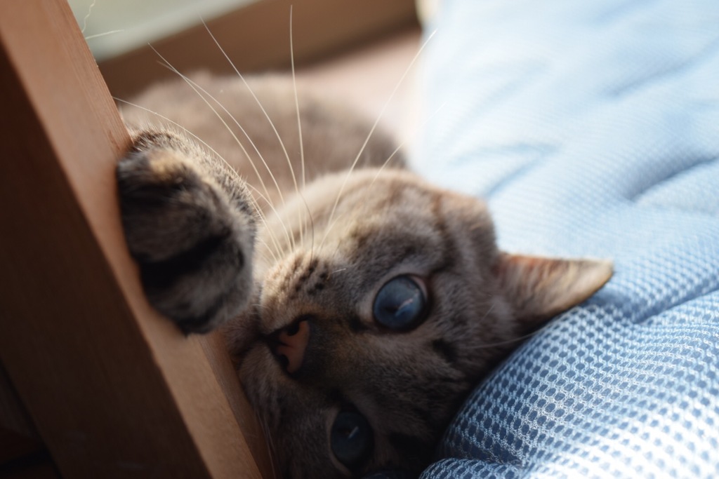 すってんころりん。