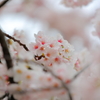 春の訪れ