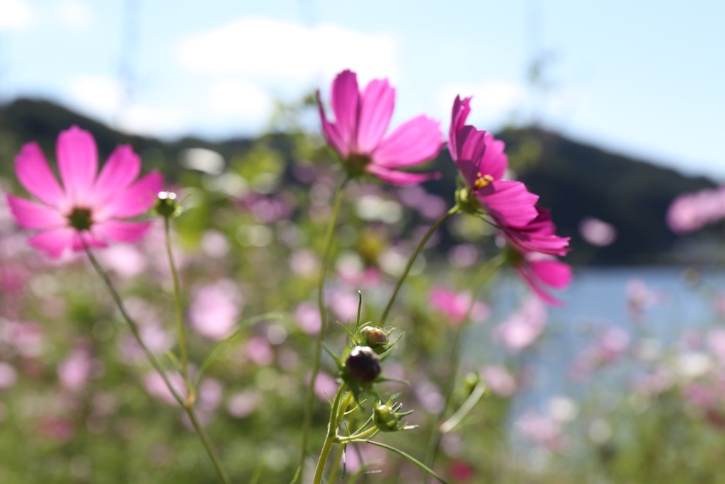 ◤2016年#秋桜◢