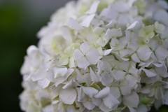 梅雨入り前の紫陽花2