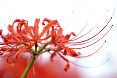 彼岸花