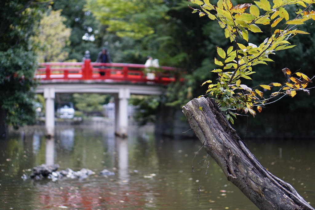 朱橋