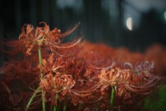 秋夜の花束