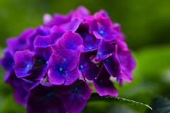 梅雨入り前の紫陽花3