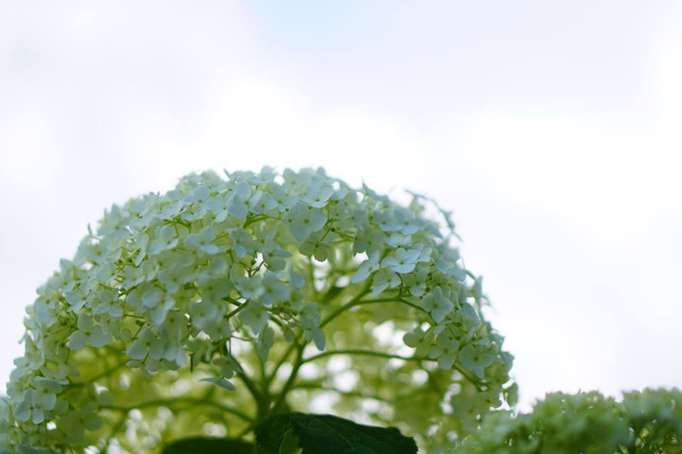 梅雨入り前の紫陽花