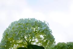 梅雨入り前の紫陽花