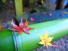 紅葉