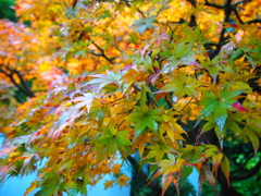 紅葉