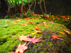 紅葉