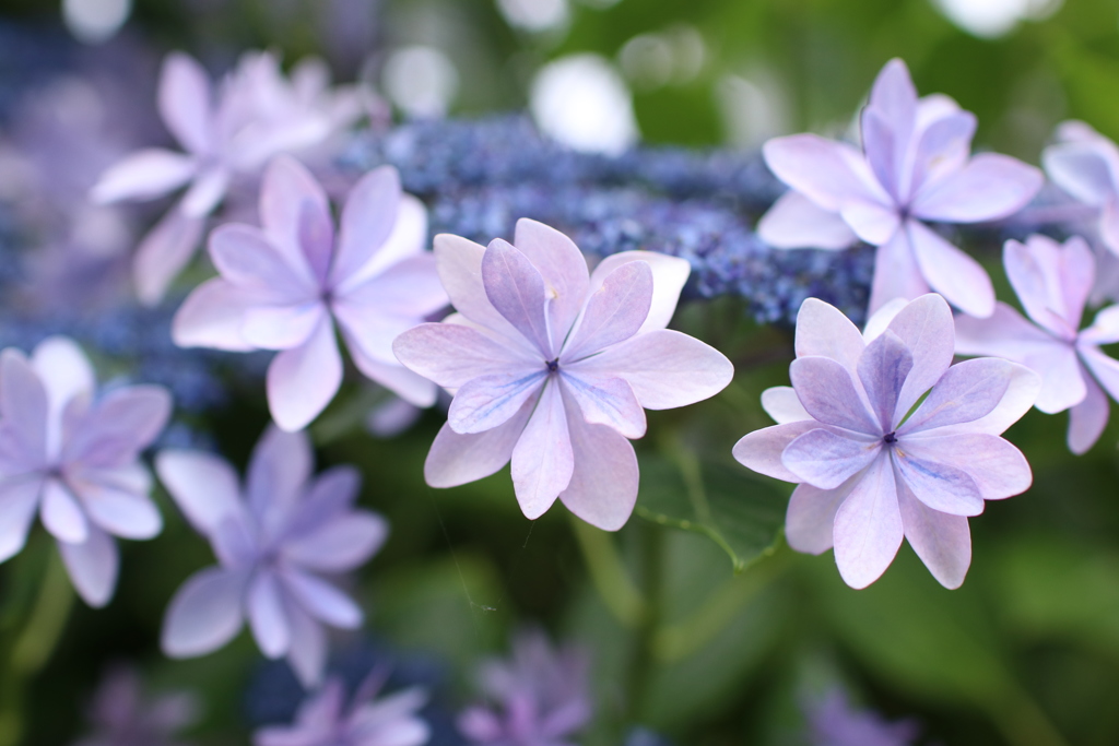紫陽花