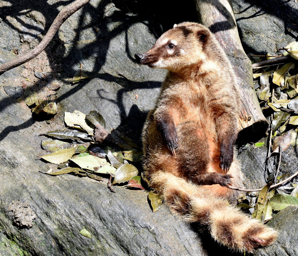 赤い鼻のクマじゃないですよ、赤いハナグマですよ。