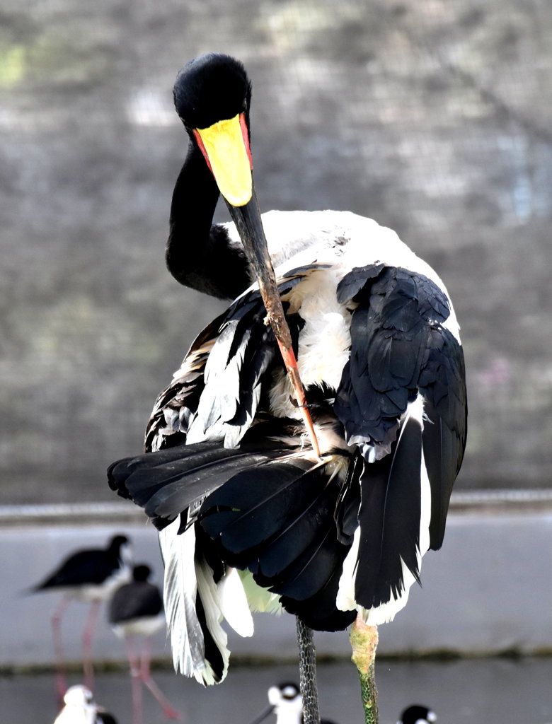 見返り美鳥。
