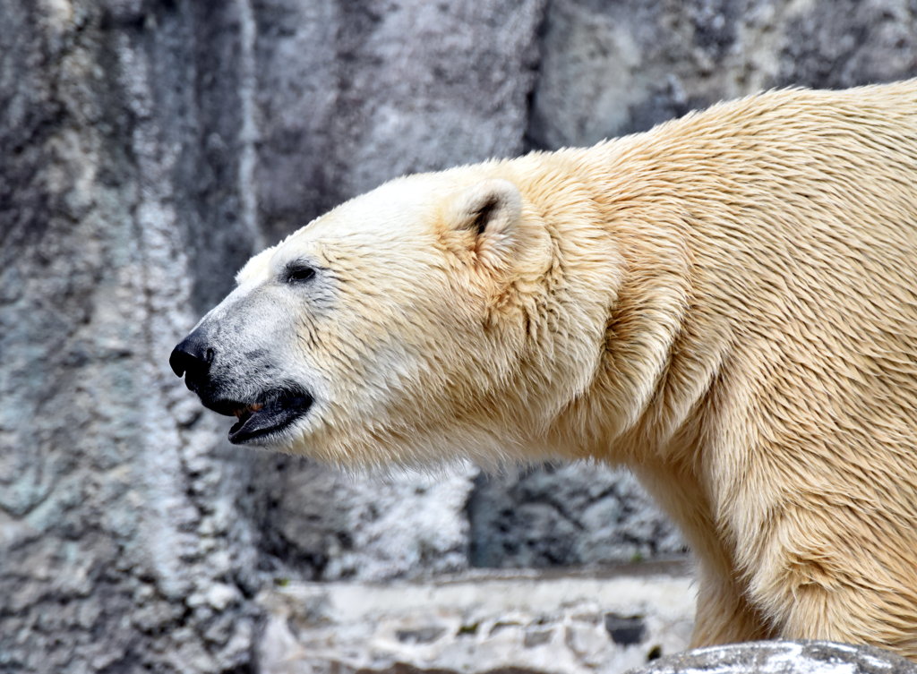 シロクマの首って、なんでこんなに長いんですかね。