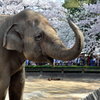 ゾウが花見したって、いいじゃないか。