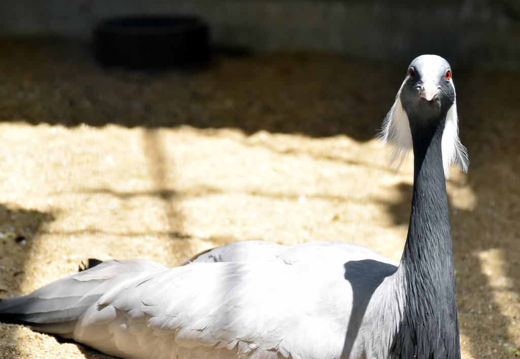 ちょっと白鳥っぽいポーズで、気取ってみました。