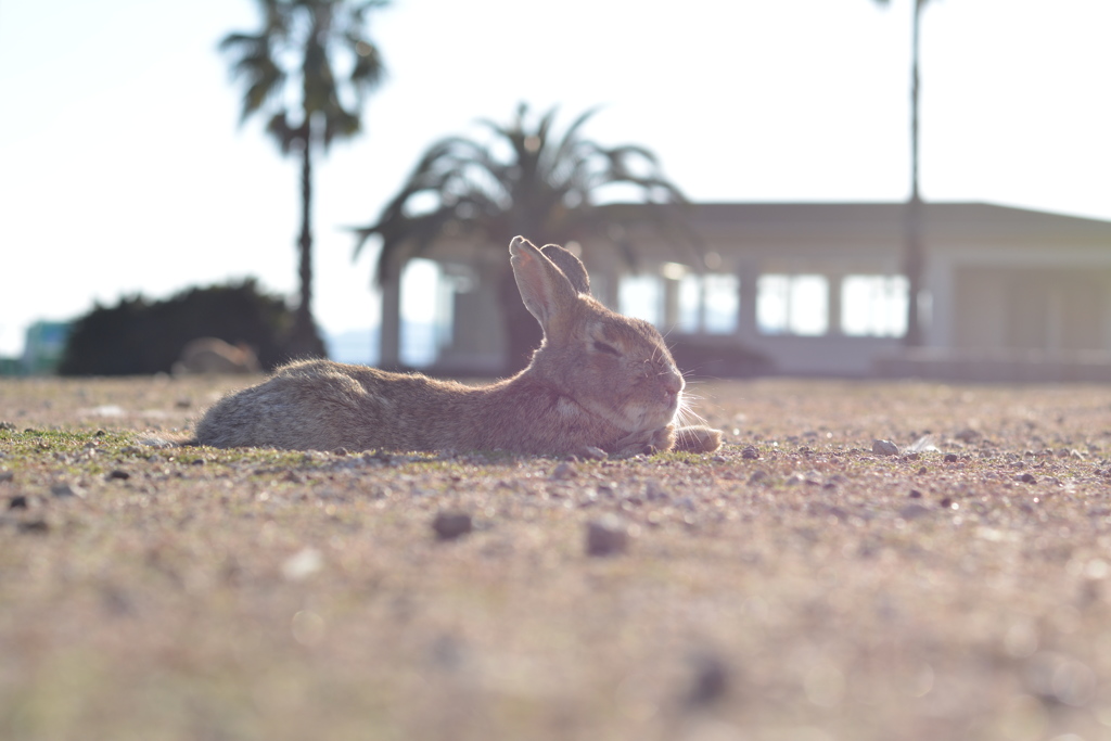 うさぎ島