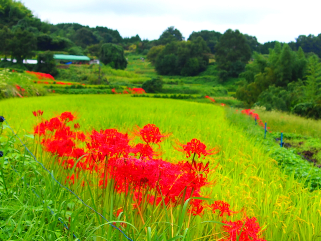 明日香村 稲淵の棚田