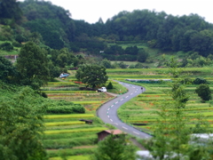 明日香村 稲淵の棚田