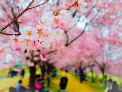 桜