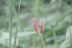 彼岸花 つぼみ