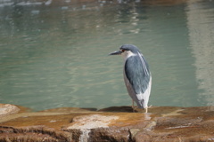 Birds#3