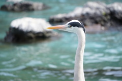Birds#2