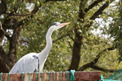 Birds#1