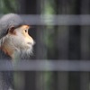 アカアシドゥクラングール