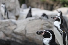 フンボルトペンギン01