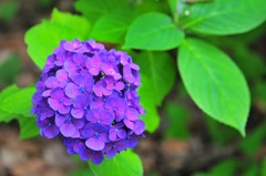 紫陽花