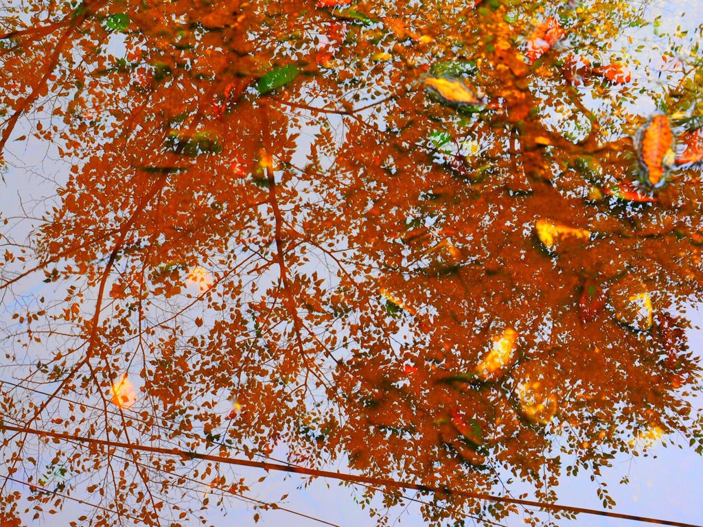紅葉