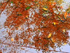 紅葉